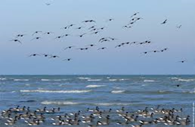 Bassin d'Arcachon